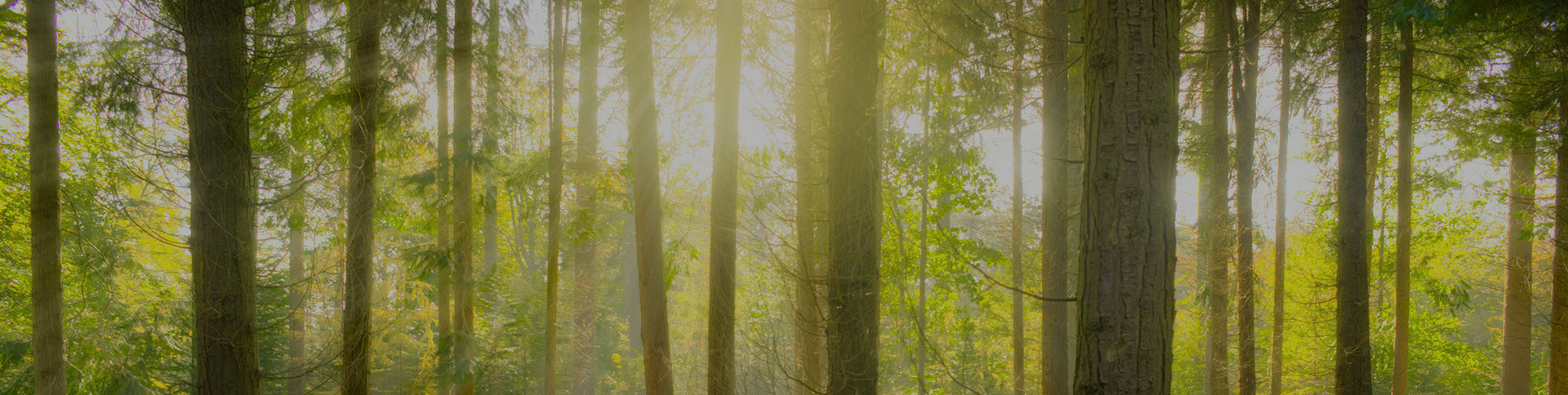愛的天使-空氣凈化器電商平臺|一網天行-網站建設小程序APP系統軟件開發公司