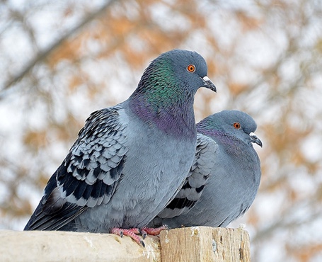 鴿天下-在線拍賣電商平臺|一網天行-網站建設小程序APP系統軟件開發公司 鴿天下-在線拍賣電商平臺|一網天行-網站建設小程序APP系統軟件開發公司